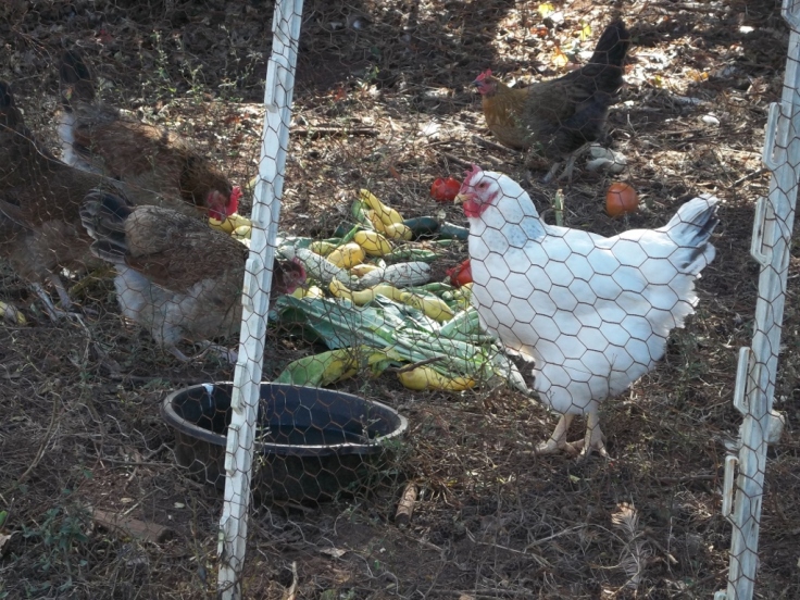 Chicken community - sharing the bounty!