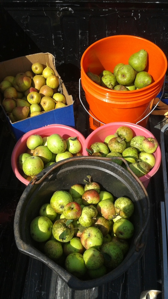 Apples & Pears free from picking at friends farm.